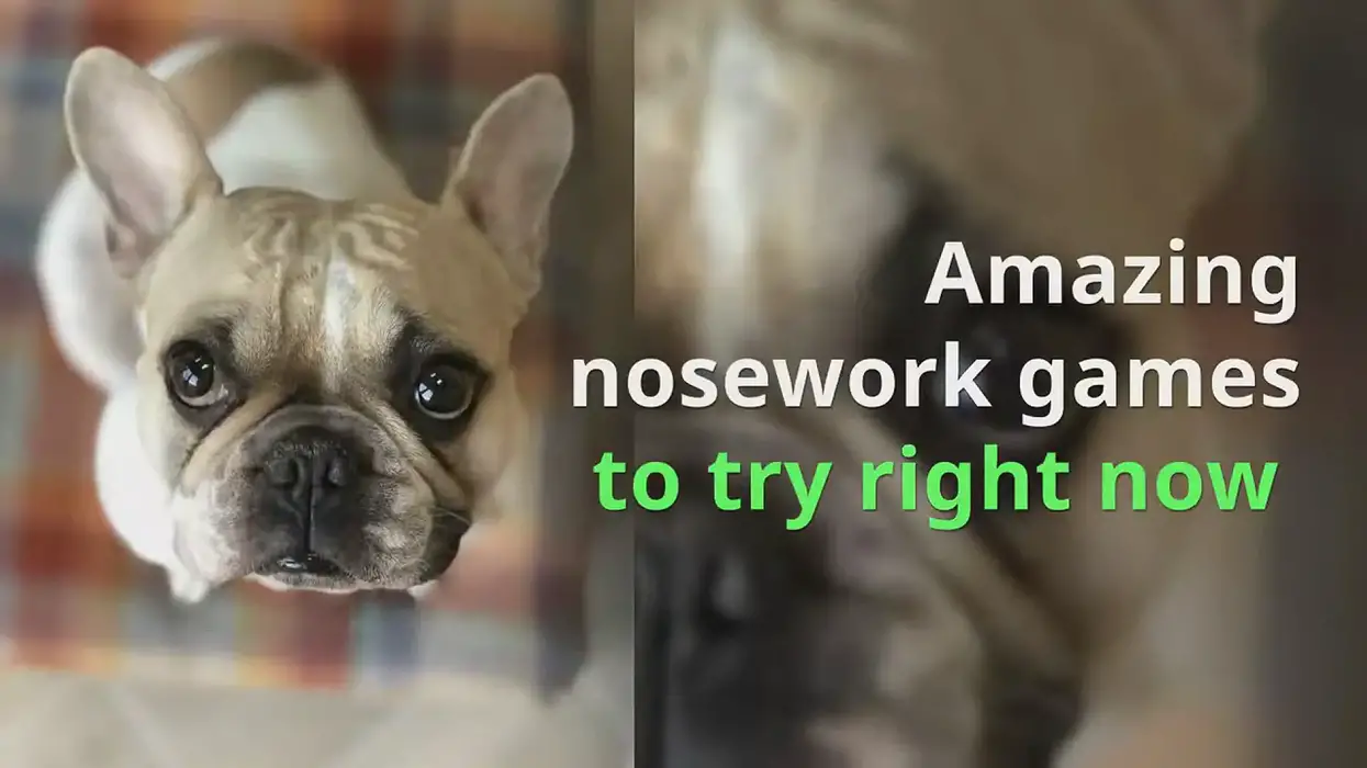 Amazing indoor nose work games to play with your dog from Ruffle Snuffle